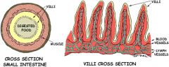 area: villi in the walls of the small intestine, microvilli in