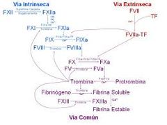 Inicia desde el factor X->Xa

Factor Xa y Va activan factor II
Factor IIa activa factores V, I y XIII
Factor Ia y XIIIa forman un coagulo estable de fibrina con uniones covalentes

Nemotecnia: 10/5=2 --> 1