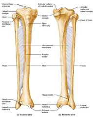 1.股骨
2. 腓骨3. 胫骨
4. 髌骨
5. 腿肚