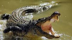 CROCODILE