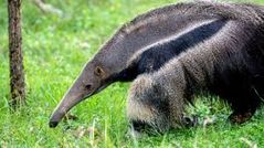 ANTEATER