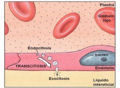 Paso de macromoleculas desde un espacio extracelular a otro, es decir, desde un dominio de membrana a otro distinto, mediante la formación de vesiculas. 
Combinación de endocitosis con exocitosis, para trasladar sustancias a traves de la celula.