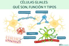 NEURONAS 
ASTROCITOS
MICROGLIA 
OLIGODENDROCITOS
CÉLULAS DE SCHWANN