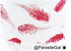 Identify organism and name its habitat?
Full name of parasite it transmits?