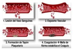 - Espasmo vascular 
- Adhesion y agregacion plaquetaria
- Formacion del tapo plaquetario 
- Coagulacion 
- Cicatrizacion y lisis del coagulo