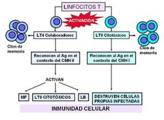 - El complejo mayor de histocompatibilidad va a presentar peptidos a los linfocitos T de forma restricta. 
- MHC I: presentan antígenos a los linfocitos T citotóxicos o CD8. 
- MHC II: presentan antígenos a los linfocitos T colaboradores o CD4.