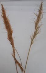 Stipa tenacissima L