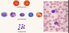 Eritrocitos o hematies 
Leucocitos
Plaquetas: fragmentos celulares