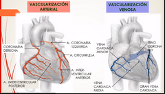 La sangre irriga todo el tejido coronario desde la aorta y vuelve carbooxigenada por las venas que desembocan en el seno. 
El seno desemboca en la AURICULA DERECHA, y va por la arteria pulmonar para oxigenarse en los pulmones.