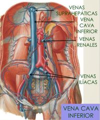 De dos afluentes. 
Las venas ILIACAS que traen la sangre de la pelvis (vena iliaca interna) y EXTREMIDADES inferiores (iliaca externa).