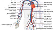 Va a dar: 
- Arterias diafragmaticas inferiores 
- Tronco celiaco (rama impar) 
- Arterias suprarrenales medias
- Arteria mesenterica superior 
- Arterias renales 
- Arterias gonodales (ovaricas y testiculares) 
- Arteria mesenterica inferior
- Ar...
