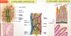 Son capilares linfaticos especificos de las vellosidades intestinales, hay un capilar dentro de cada vellosidad para la absorcion de nutrientes.