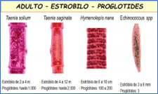 Estrobilo: Conjunto de proglotides
