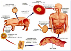 H.definitivo: humano
H. intermediario: cerdo
Se enquistan en forma de cisticercos en músculo
