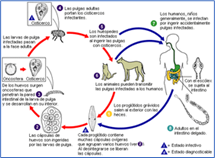 H.definitivo: perro y gato
H. intermediario: pulga (cisticerco)
H.accidental:humano