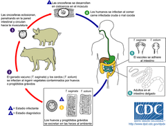 H.definitivo: humano
H. intermediario: vacuno