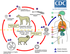 H.definitivo: perro y cánidos
H. intermediario: oveja, cabras, etc
H.accidental: humano
Produce hidatidosis 
Forma larval: hidátide (quistes hidatídicos en vísceras)