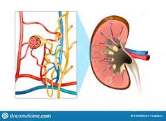 Lo cual la  glomerulonefritis crónica es una de las causas más frecuentes de nefropatía crónica
en los seres humanos.  Se caracterizan por una pérdida de las funciones normales del glomérulo renal.