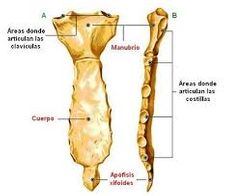 Son doce pares de huesos planos curvados que articulan atrás con la columna torácica y adelante con el esternón, presentan en el extremo posterior una cabeza que se articula con el cuerpo vertebral, una porción estrechada, el cuello, y una zon...