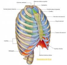 El tórax es una cavidad, irregularmente cónica de base inferior, formada por una columna posterior, la columna vertebral torácica y una columna anterior, el esternón (columna esternebral), entre las cuales se tienden las costillas que cierran ...