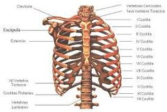 Son doce pares de huesos planos curvados que articulan atrás con la columna torácica y adelante con el esternón, presentan en el extremo posterior una cabeza que se articula con el cuerpo vertebral, una porción estrechada, el cuello, y una zon...