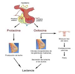 Prolactina (PRL) hormona lactogénica
