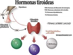 Hormona estimulante de la tiroides (TSH)