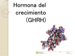 Hormona del crecimiento (GH)