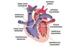 Miocardio, aurícula y ventrí****