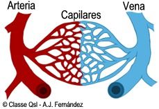 Arterias, capilares y venas