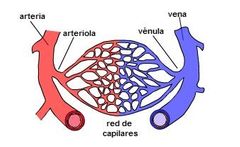 Arteriola