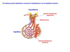 Arterias hipofisiarias