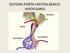 Sistema porta hipotalamohipofisiario