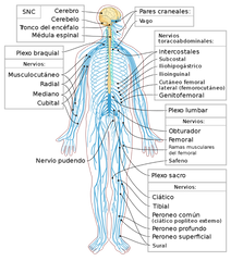 Está compuesto por treinta y un nervios que emergen de la médula espinal y siete de los nervios craneales.