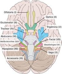 •	III. El Nervio Oculomotor 
•	IV. El Nervio Patético Troclear 
•	V. El Nervio Trigémino 
•	VI. El Nervio Abducens 
•	VII. El Nervio Facial 
•	XI. El Nervio Accesorio
•	XII. El Nervio Hipogloso