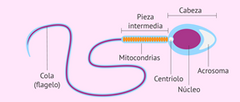 •	Cabeza: constituido por el núcleo y el acrosoma
•	Flagelo: formado por el cuello o la porción media y la cola o flagelo
