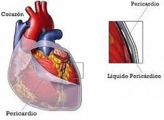 Membrana fibrosa doble que envuelve el corazón y cuya capa interior está revestida de una membrana serosa.