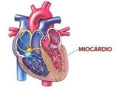 es el tejido muscular del corazón, encargado de bombear la sangre por el sistema circulatorio mediante su contracción