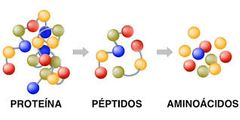 Proteína, péptidos y aminoácidos