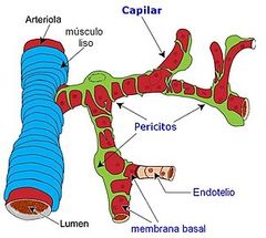 Dan apoyo estructural y capacidad vaso dinámica a la red micro vascular 
Contribuyen a la estabilidad de la pared vascular 
Degeneran en los casos de amiloidosis cerebral