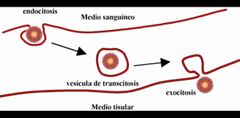 Transcitosis