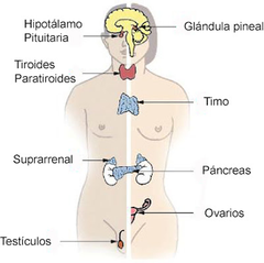 Conjunto de órganos , tejidos y células cuya función es liberar al torrente sanguíneo diversas sustancias químicas denominadas hormonas