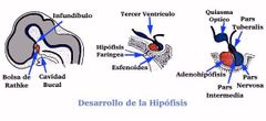 Hipófisis anterior o adenohipófisis