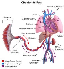 La circulación fetal está estructurada para posibilitar el intercambio gaseoso a través de la placenta. 
Se caracteriza por presentar una alta resistencia vascular pulmonar (RVP: es la fuerza que se opone al flujo sanguíneo, al disminuir el di...