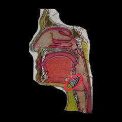 Anatomia harjoittelua Flashcards - Cram.com