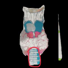 Anatomia harjoittelua Flashcards - Cram.com