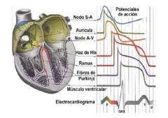 La siguiente imagen muestra el ___________ de las  las células auriculares y ventriculares del corazón.