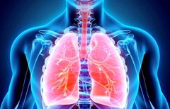 ¿Qué pulmón tiene mayor tamaño y a que se debe esto?