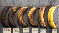 Bananas turn black if you put them in the refrigerator