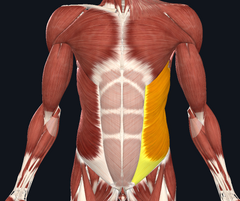 Que musculo esta marcado con amarillo?